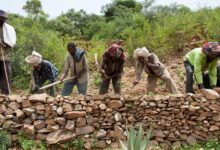 Photo of Protecting our ‘most vital infrastructure’: Pushing back on desertification