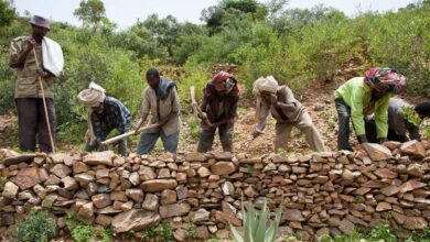 Photo of Protecting our ‘most vital infrastructure’: Pushing back on desertification