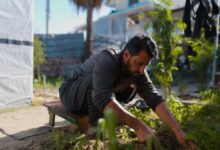 Photo of Gaza: Children still at risk despite drop in acute hunger