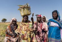 Photo of Sudan’s farmers are ready to return – private investment could get them there