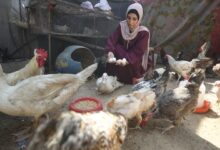 Photo of Sustaining livelihoods amid crisis in Gaza
