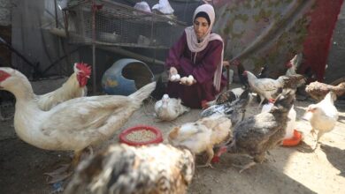 Photo of Sustaining livelihoods amid crisis in Gaza