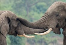 Photo of Uganda’s UN-supported wildlife forensics lab turns ivory seizures into convictions