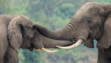 Photo of Uganda’s UN-supported wildlife forensics lab turns ivory seizures into convictions
