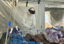 Photo of ‘Ebola takes the people children depend on’: UNICEF